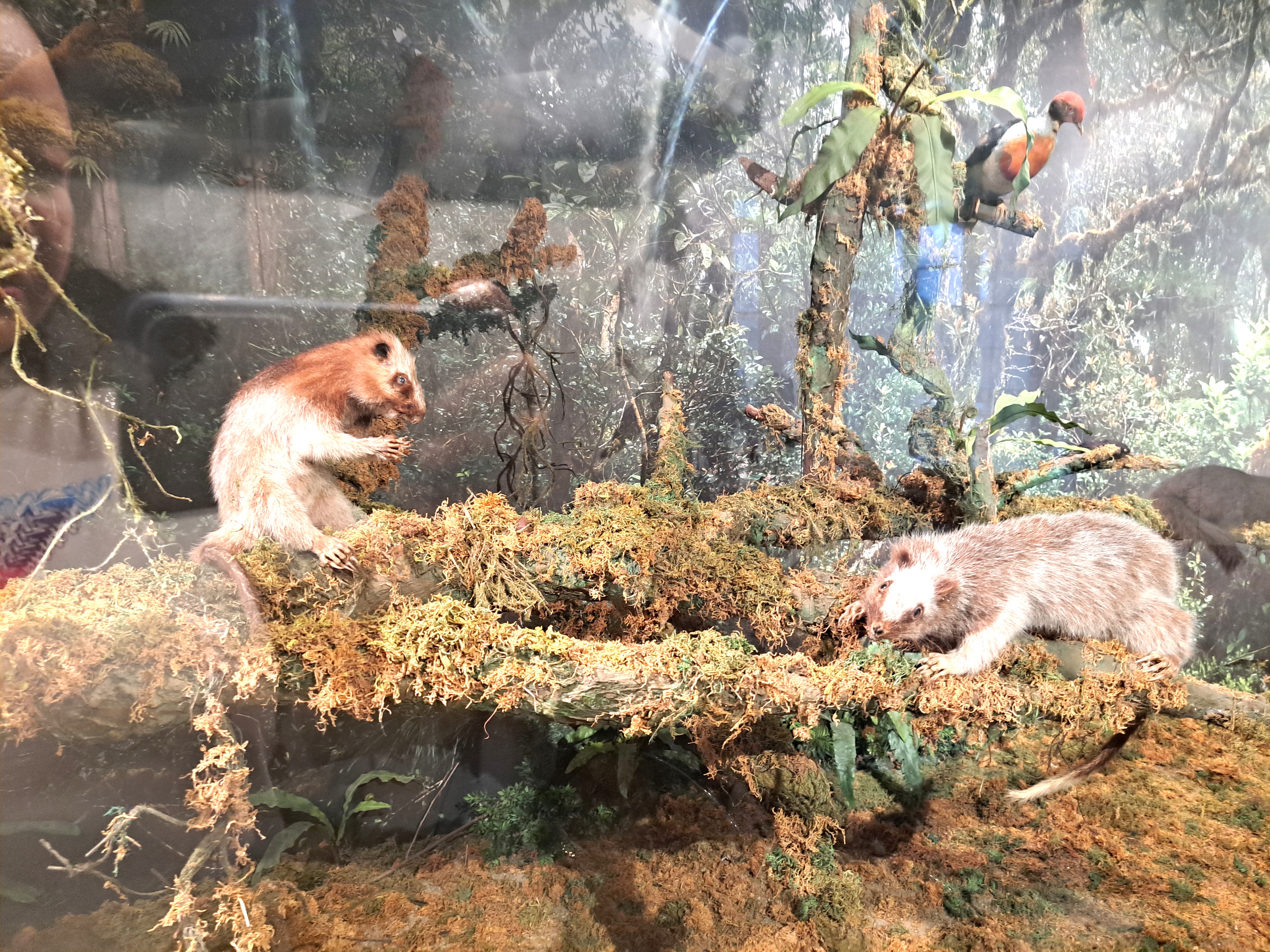 national museum of natural history manila philippines 14